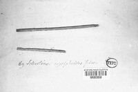 Sclerotium erysiphoides image